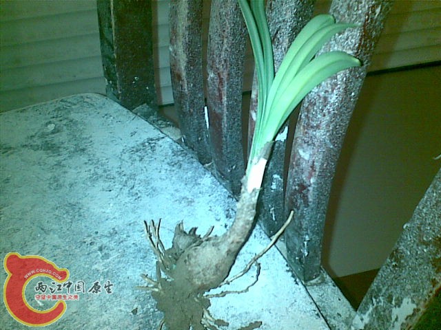 Image(092).jpg