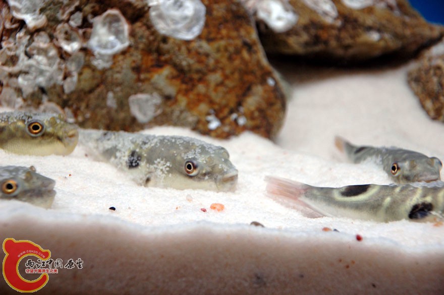 水族馆二 (1).jpg