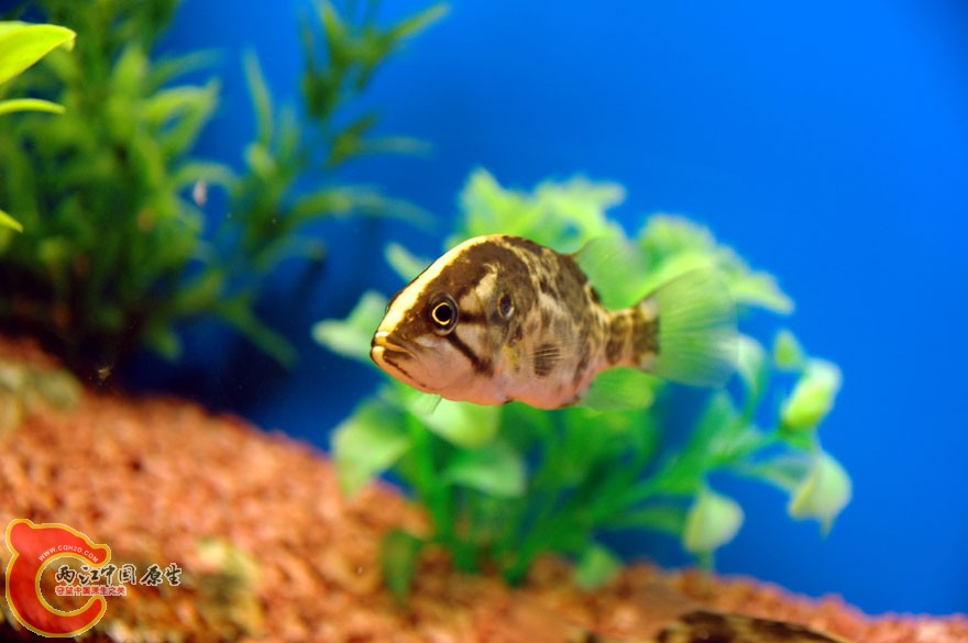 水族馆二 (2).jpg