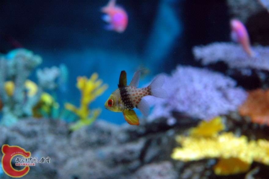 水族馆三 (15).jpg