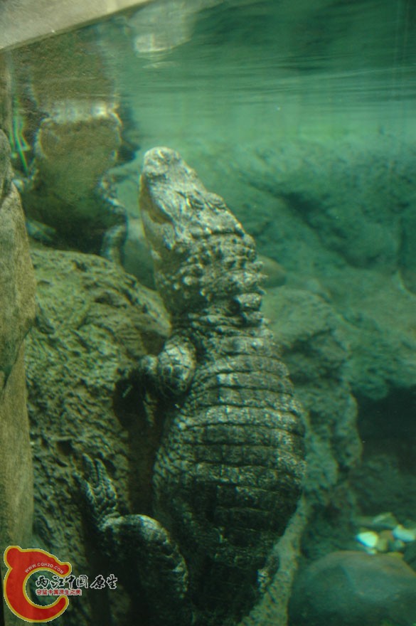 水族馆二 (7).jpg