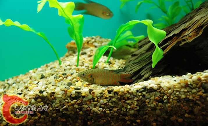 水族馆二 (4).jpg