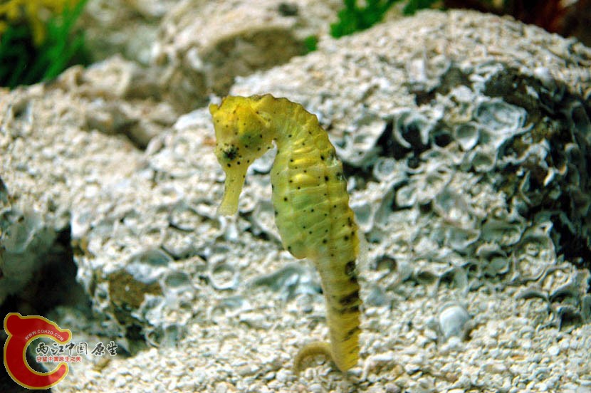 水族馆二 (5).jpg