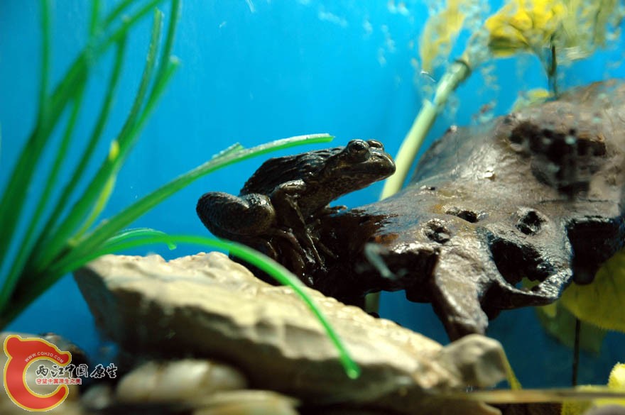 水族馆二 (8).jpg