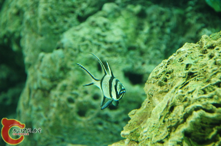 水族馆二 (17).jpg