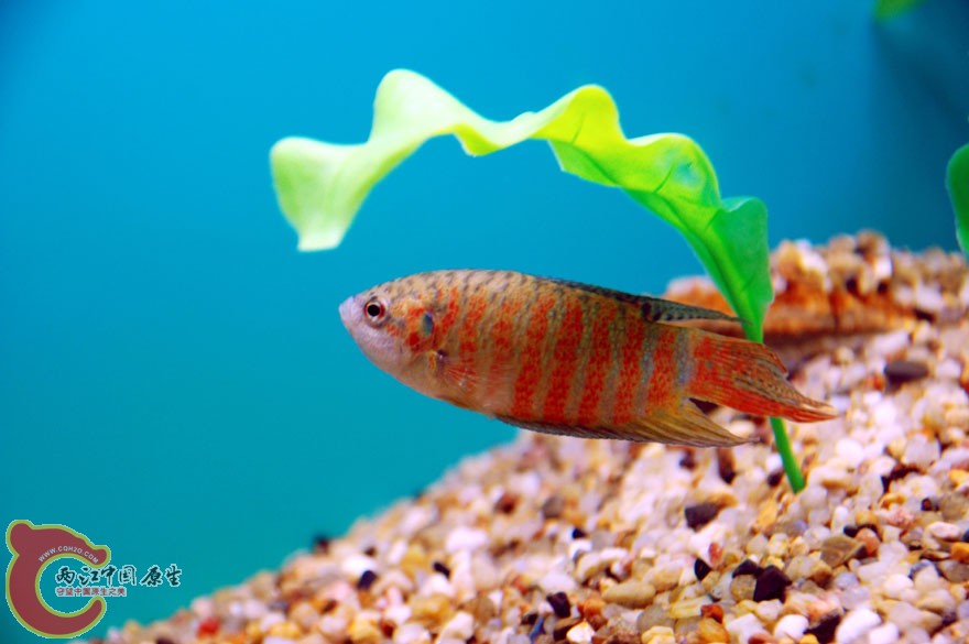 水族馆二 (3).jpg