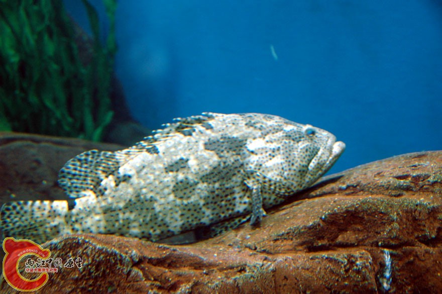 水族馆二 (18).jpg