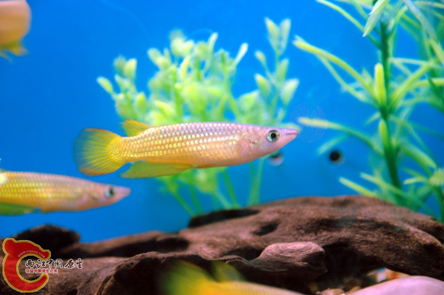 水族馆二 (16).jpg