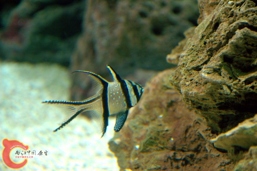 水族馆二 (6).jpg