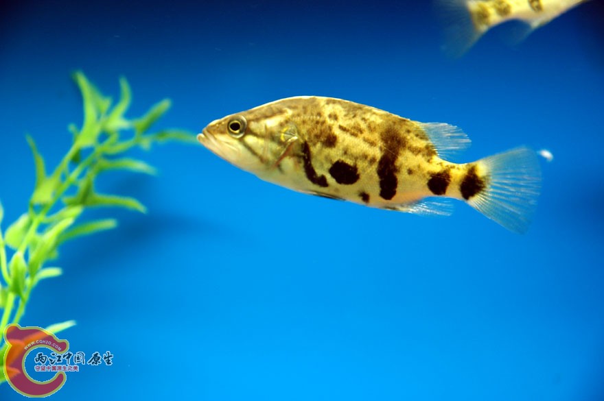 水族馆二 (10).jpg