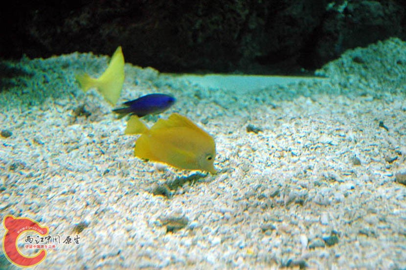 水族馆三 (18).jpg