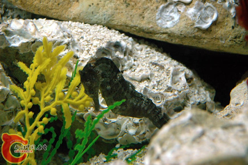 水族馆三 (22).jpg