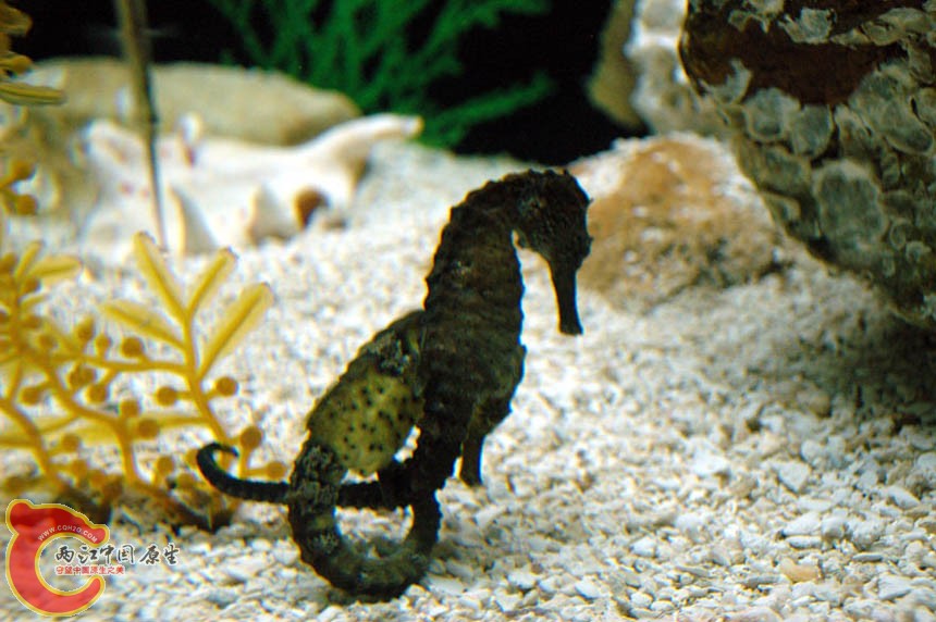 水族馆三 (23).jpg