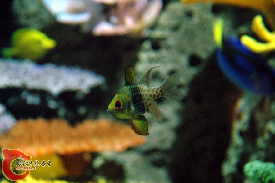 水族馆三 (20).jpg