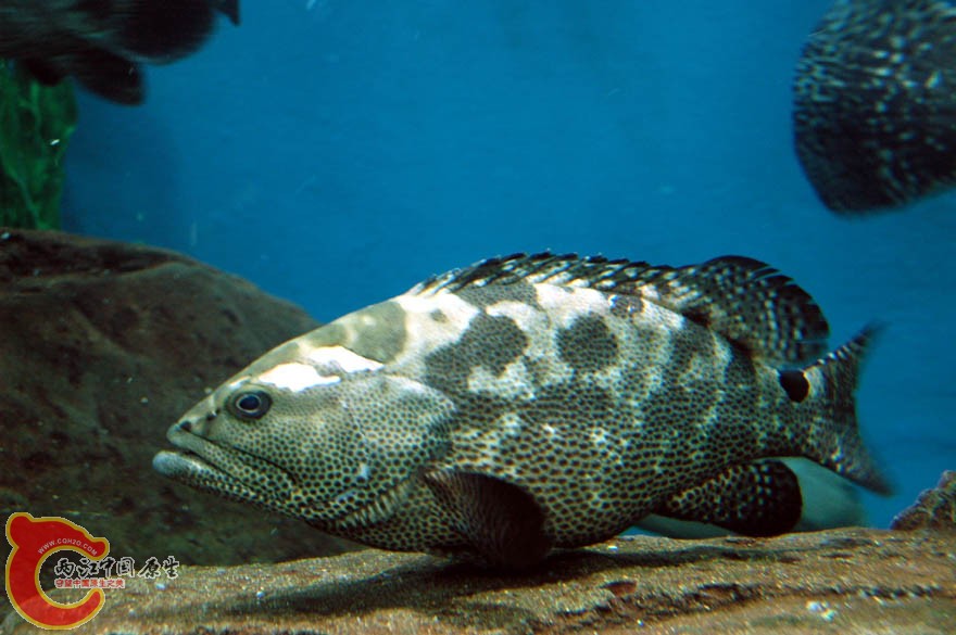 水族馆三 (24).jpg