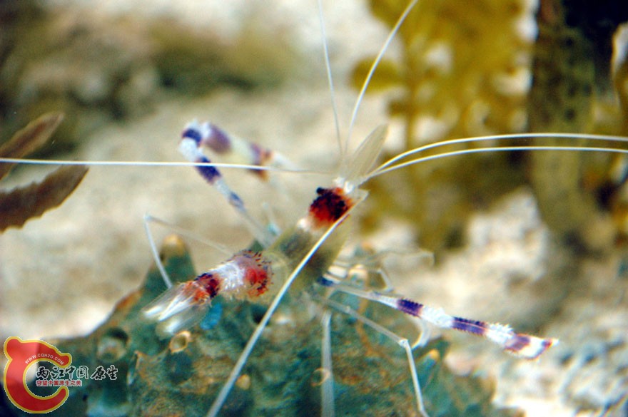 水族馆四 (10).jpg