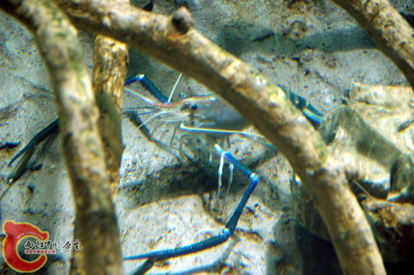 水族馆四 (6).jpg