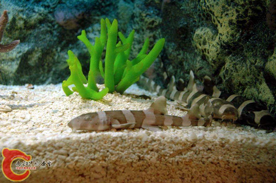 水族馆一 (17).jpg