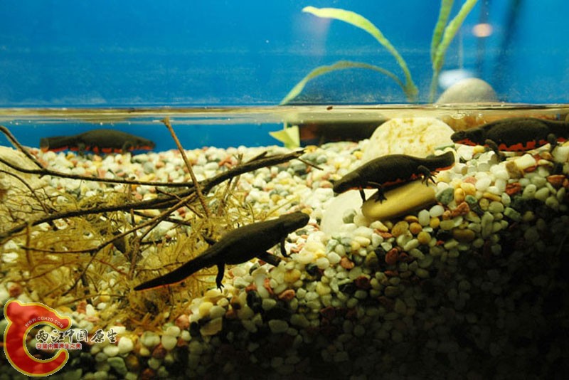 水族馆一 (20).jpg