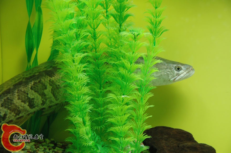 水族馆一 (19).jpg