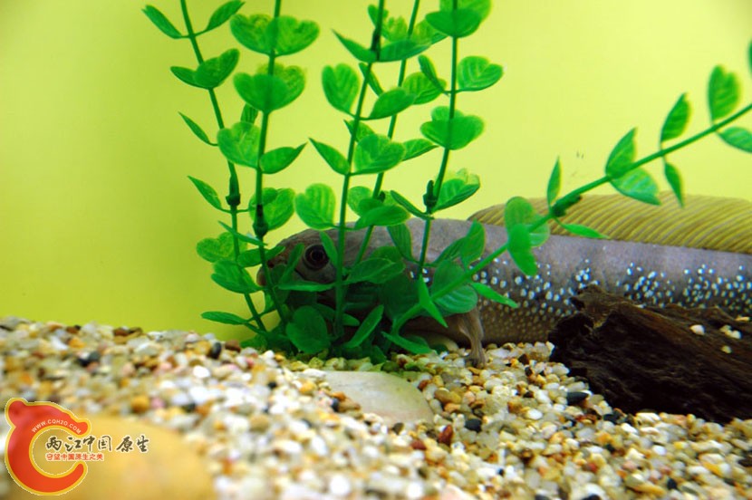 水族馆一 (18).jpg