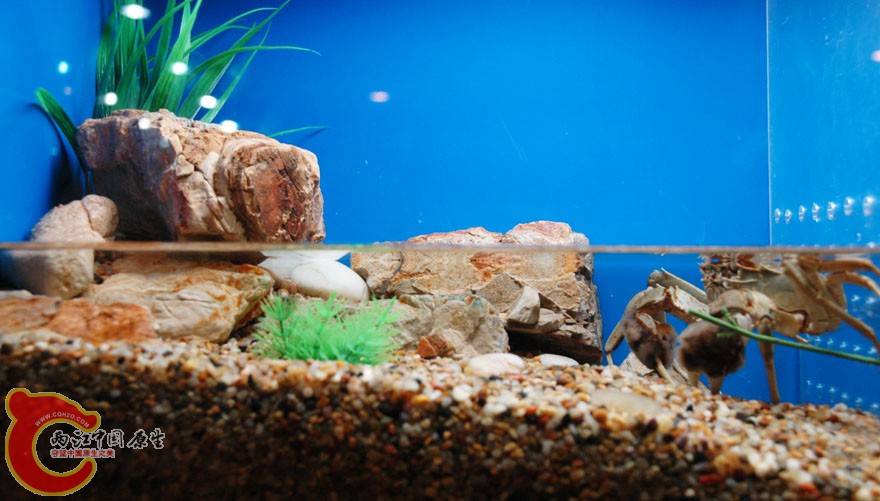 水族馆一 (4).jpg