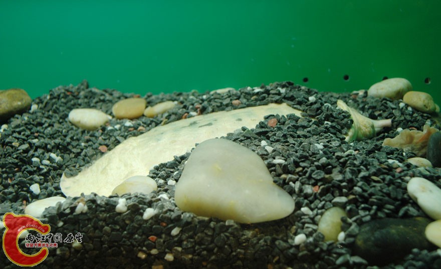 水族馆一 (6).jpg