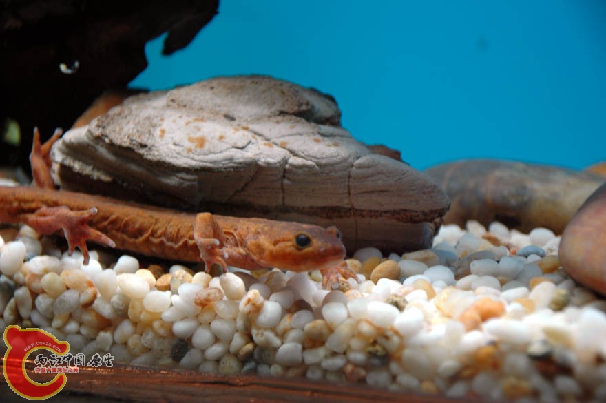 水族馆一 (13).jpg