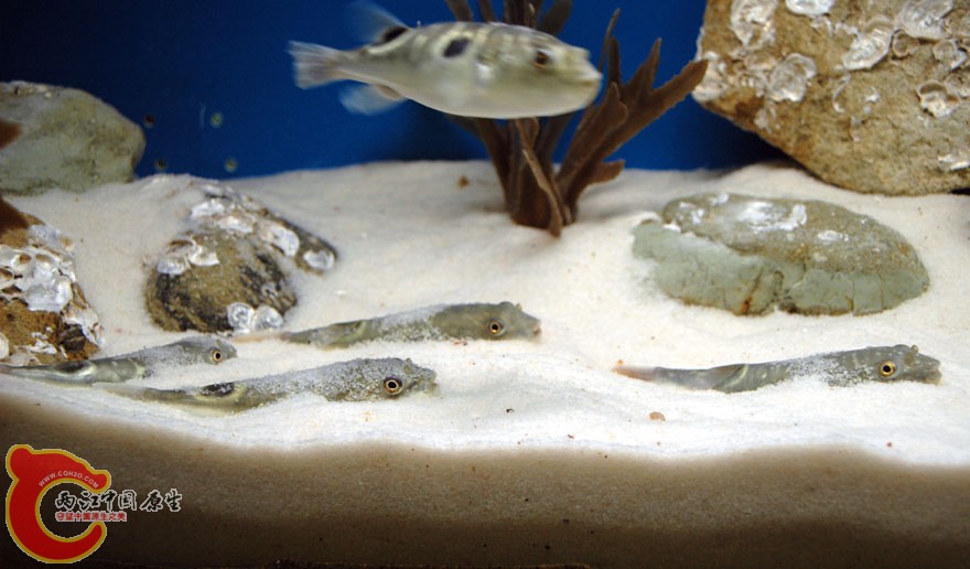 水族馆一 (24).jpg