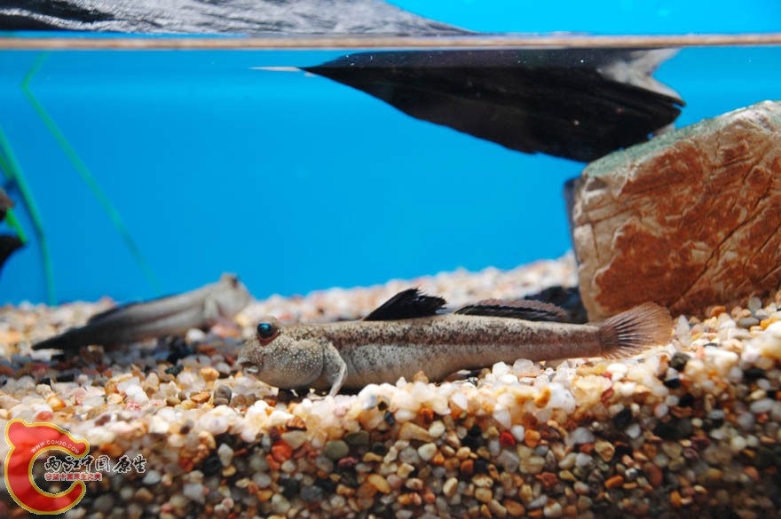 水族馆一 (22).jpg