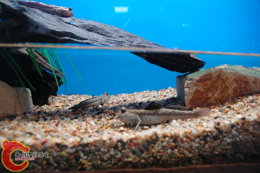 水族馆一 (21).jpg