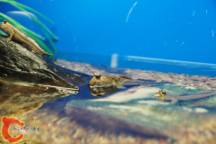 水族馆一 (23).jpg