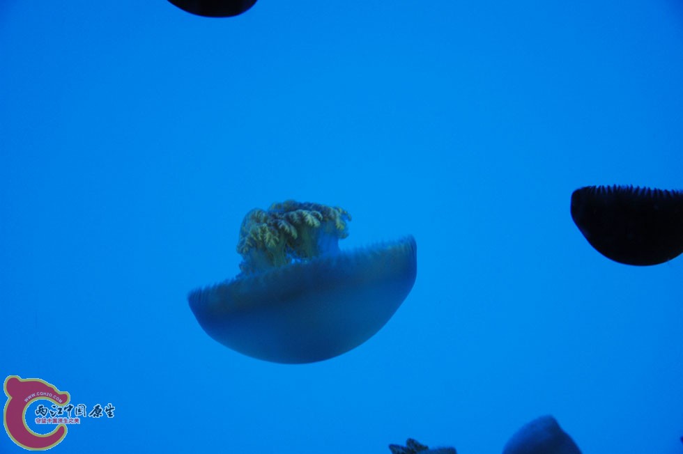 水族馆一 (30).jpg