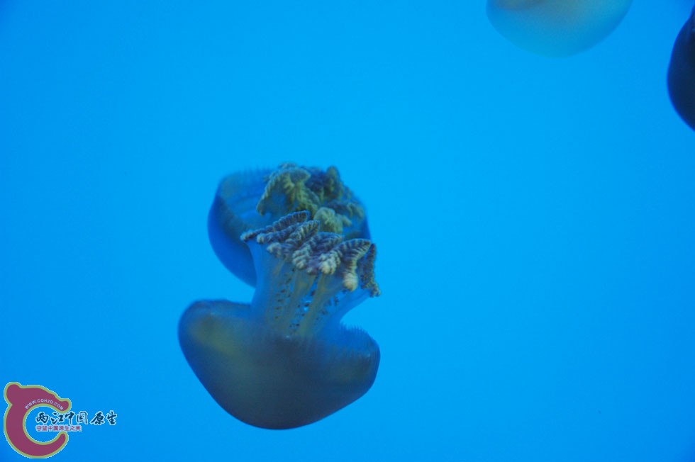 水族馆一 (31).jpg