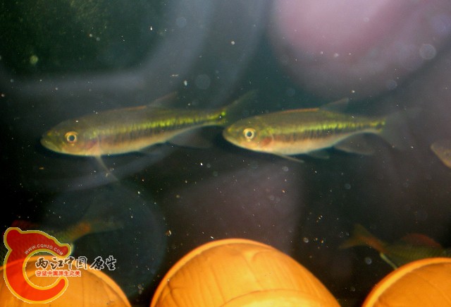 2010-02-27_19-26-25.JPG