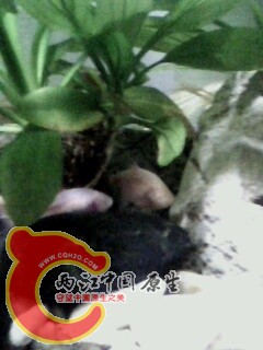 IMG0489A.jpg