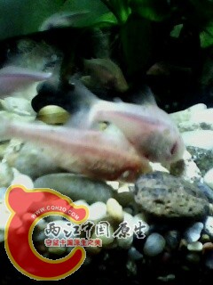 IMG0490A.jpg