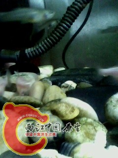 IMG0488A.jpg