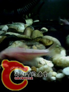 IMG0487A.jpg