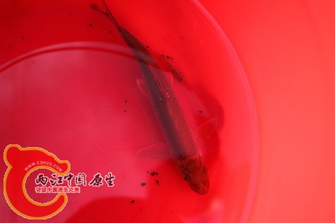 IMG_0246_缩小大小.JPG