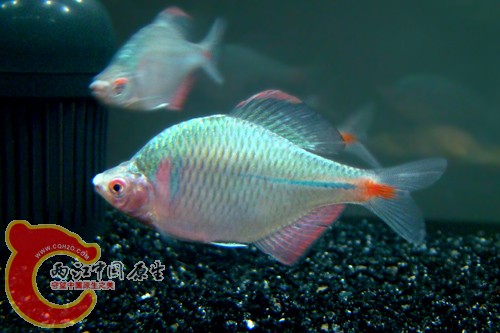 高体鳑鮍.jpg