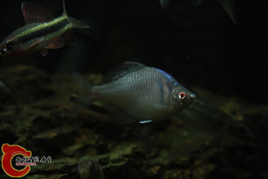 鰟鮍.JPG