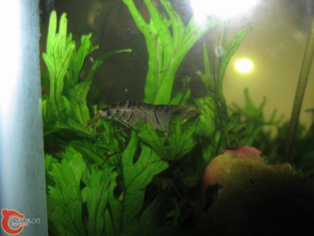 虎纹虾,产于广东某地