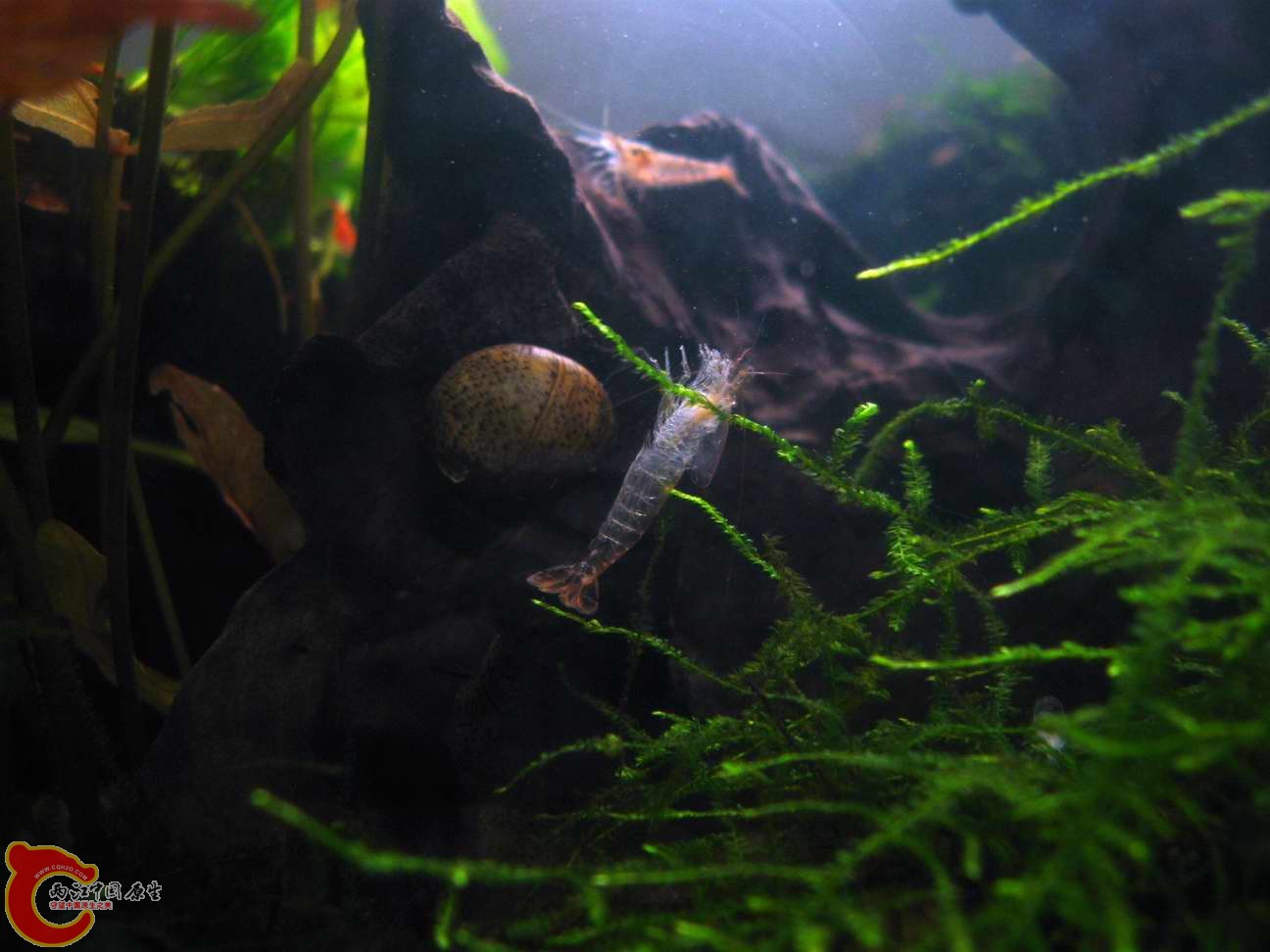 某虾脱落的旧壳很完整~