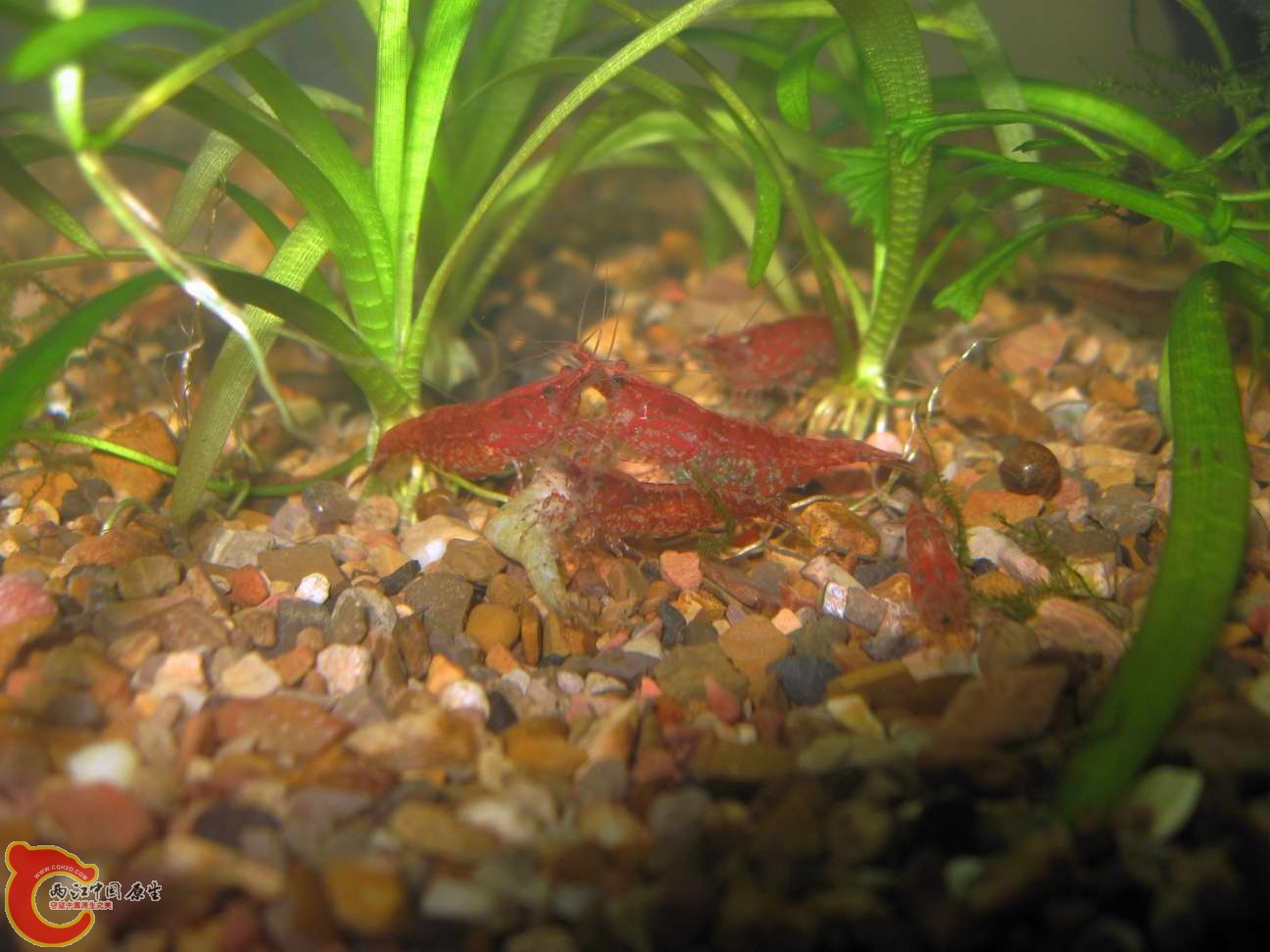 樱花虾有啃食一口死掉的细足,死因不明...