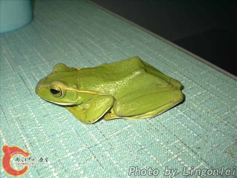 棕褶泛树蛙1.jpg