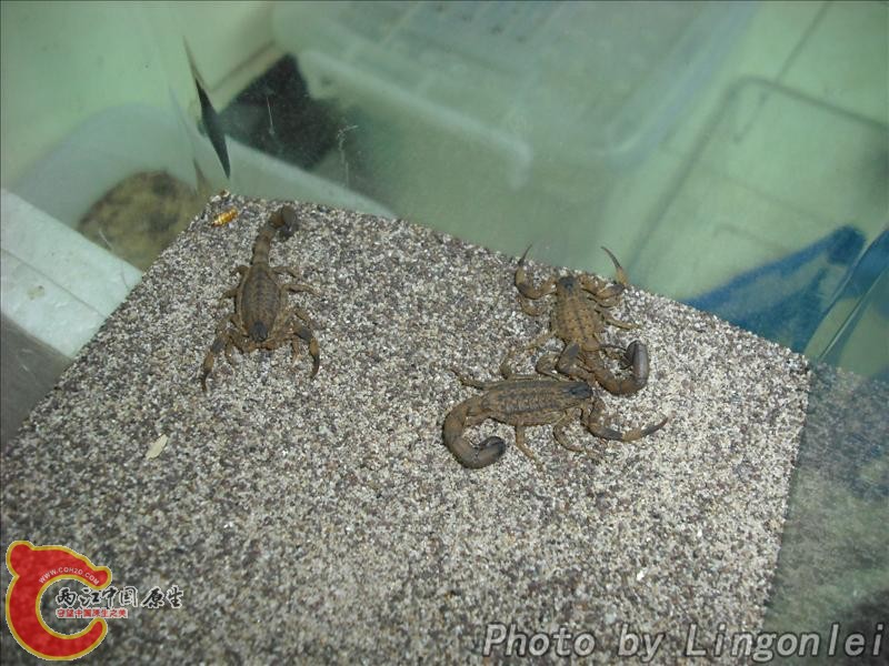 海南双针蝎2.jpg