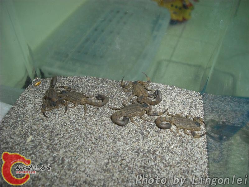 海南双针蝎3.jpg