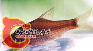 Cyclocheilichthys apogon.jpg