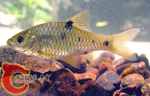 cyprinid.jpg